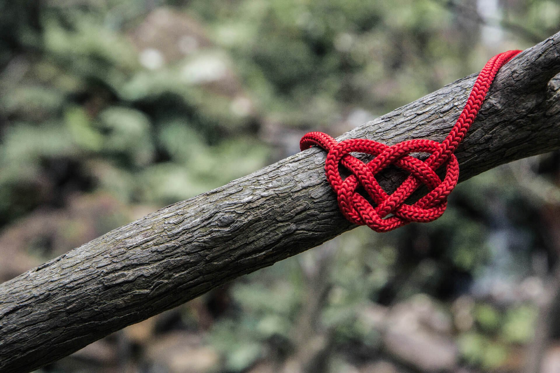 A red handfasting cord knotted around a branch